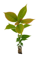 Load image into Gallery viewer, Black Tupelo | Medium Tree Seedling | The Jonsteen Company