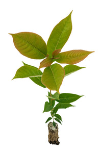 Black Tupelo | Medium Tree Seedling | The Jonsteen Company
