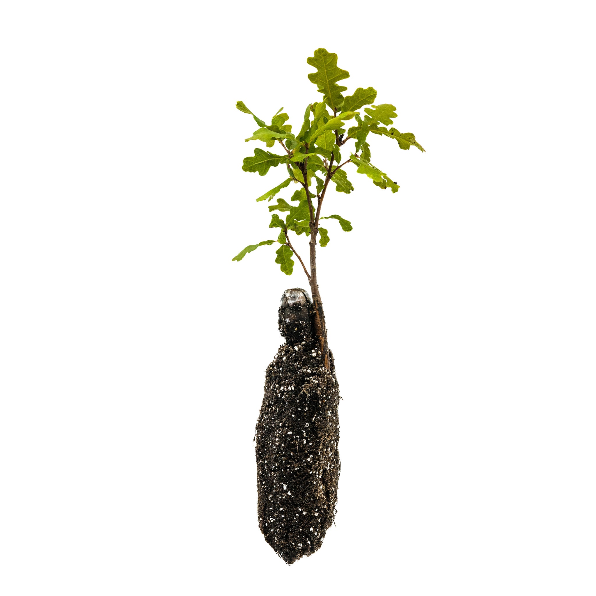 Valley Oak (Quercus lobata) 11 Valley Oak | Medium Tree Seedling