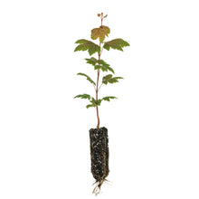 Load image into Gallery viewer, Vine Maple | Medium Tree Seedling | The Jonsteen Company