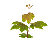 Load image into Gallery viewer, Vine Maple | Medium Tree Seedling | The Jonsteen Company