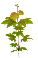 Load image into Gallery viewer, Vine Maple | Medium Tree Seedling | The Jonsteen Company