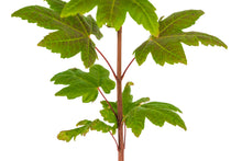 Load image into Gallery viewer, Vine Maple | Medium Tree Seedling | The Jonsteen Company