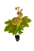 Load image into Gallery viewer, Vine Maple | Medium Tree Seedling | The Jonsteen Company