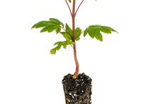 Load image into Gallery viewer, Vine Maple | Medium Tree Seedling | The Jonsteen Company