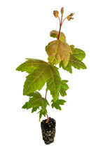 Load image into Gallery viewer, Vine Maple | Medium Tree Seedling | The Jonsteen Company