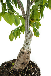 Bonsai Special | California Black Walnut