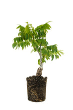 Load image into Gallery viewer, Bonsai Special | California Black Walnut