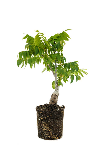 Bonsai Special | California Black Walnut