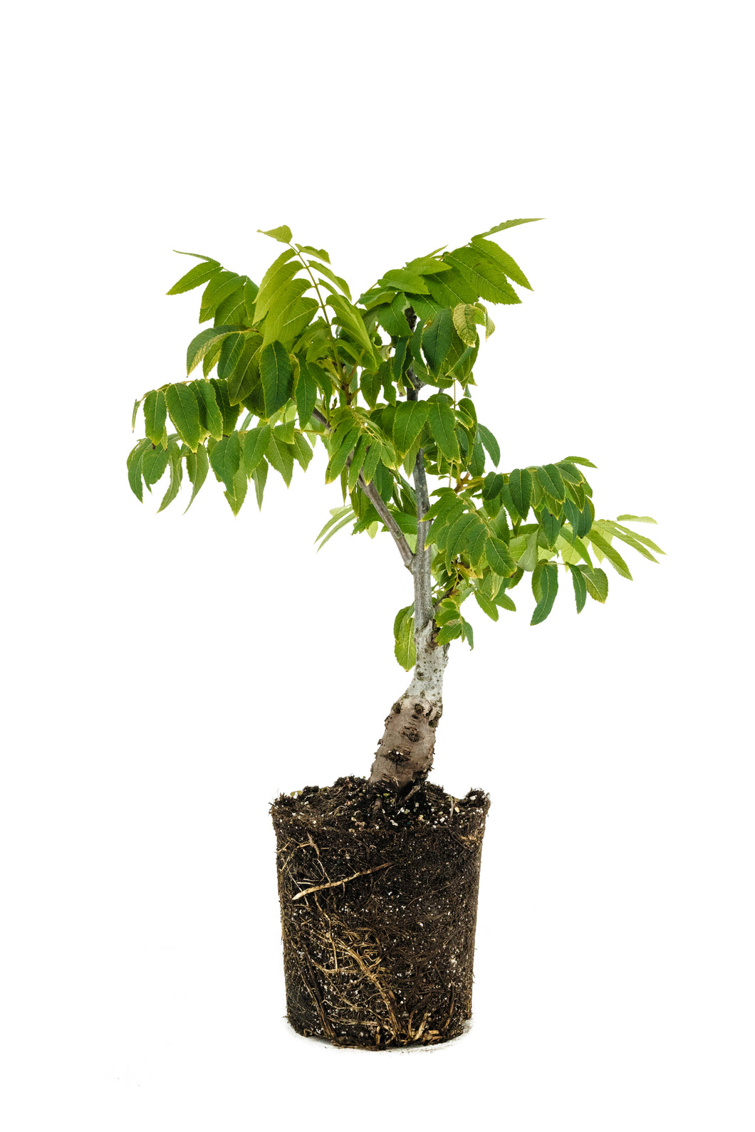 Bonsai Special | California Black Walnut