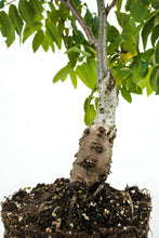 Load image into Gallery viewer, Bonsai Special | California Black Walnut