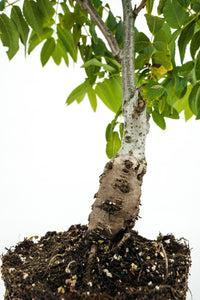 Bonsai Special | California Black Walnut