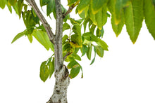 Load image into Gallery viewer, Bonsai Special | California Black Walnut