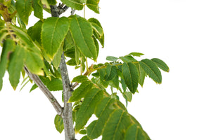 Bonsai Special | California Black Walnut