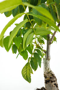 Bonsai Special | California Black Walnut