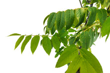 Load image into Gallery viewer, Bonsai Special | California Black Walnut