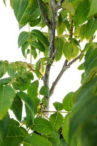 Bonsai Special | California Black Walnut