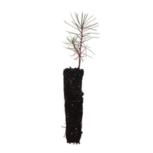 Load image into Gallery viewer, Western Larch | Small Tree Seedling