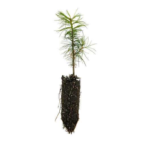 Western White Pine | Medium Tree Seedling | The Jonsteen Company