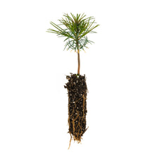 Load image into Gallery viewer, Western White Pine | Small Tree Seedling | The Jonsteen Company