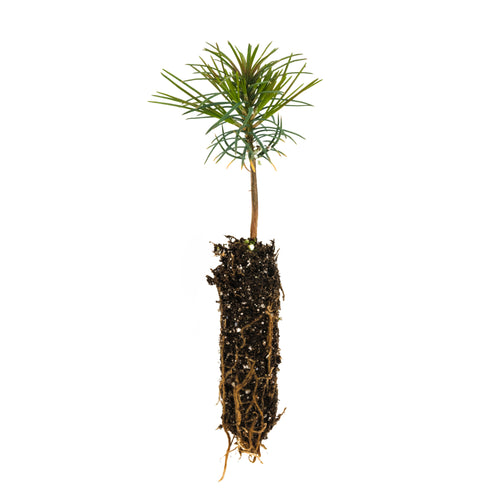 Western White Pine | Small Tree Seedling | The Jonsteen Company