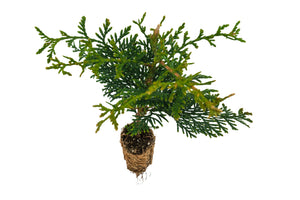 Western Red Cedar | Medium Tree Seedling | The Jonsteen Company