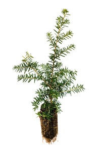 Western Hemlock | Medium Tree Seedling