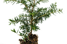 Load image into Gallery viewer, Western Hemlock | Medium Tree Seedling