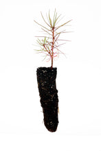 Load image into Gallery viewer, Western Larch | Small Tree Seedling