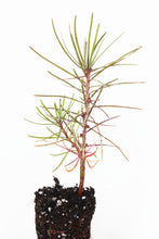 Load image into Gallery viewer, Western Larch | Small Tree Seedling