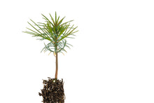 Load image into Gallery viewer, Western White Pine | Small Tree Seedling | The Jonsteen Company