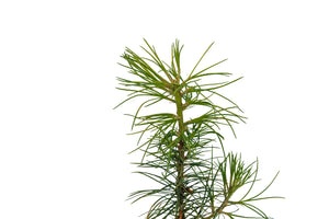 Western White Pine | Medium Tree Seedling | The Jonsteen Company