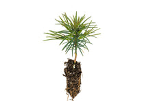 Load image into Gallery viewer, Western White Pine | Small Tree Seedling | The Jonsteen Company