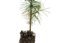 Load image into Gallery viewer, Western White Pine | Medium Tree Seedling | The Jonsteen Company