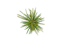 Load image into Gallery viewer, Western White Pine | Small Tree Seedling | The Jonsteen Company