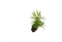 Load image into Gallery viewer, Western White Pine | Medium Tree Seedling | The Jonsteen Company
