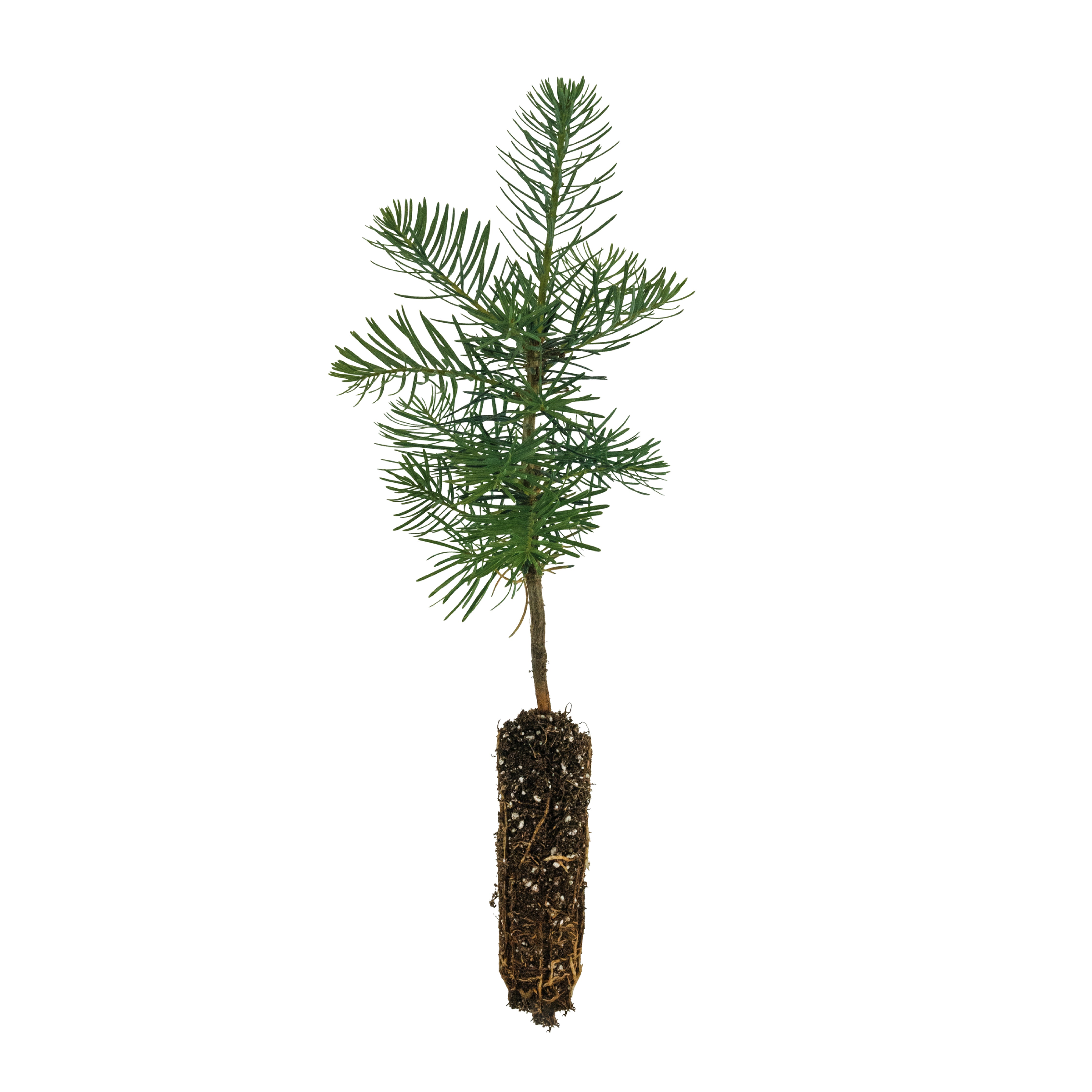Noble Fir | Small Tree Seedling