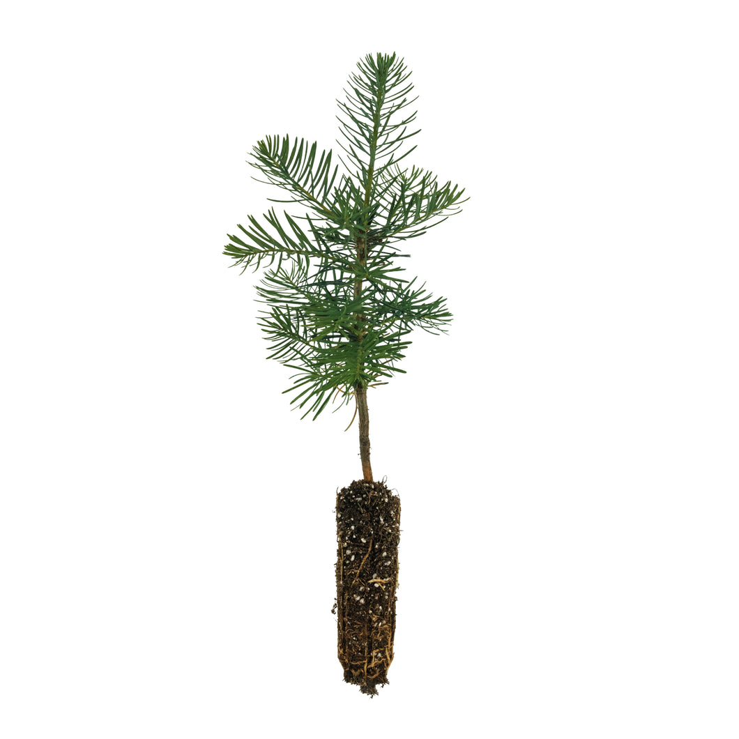 White Fir | Small Tree Seedling | The Jonsteen Company