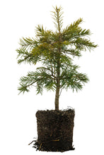 Load image into Gallery viewer, Bonsai Special | White Fir (B8)