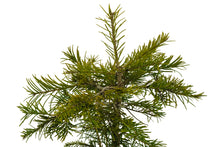 Load image into Gallery viewer, Bonsai Special | White Fir (B8)