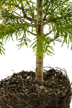 Load image into Gallery viewer, Bonsai Special | White Fir (B8)