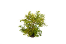 Load image into Gallery viewer, Bonsai Special | White Fir (B8)