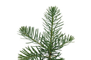 White Fir | Small Tree Seedling | The Jonsteen Company