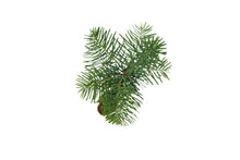 Load image into Gallery viewer, White Fir | Small Tree Seedling | The Jonsteen Company