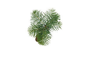 White Fir | Small Tree Seedling | The Jonsteen Company