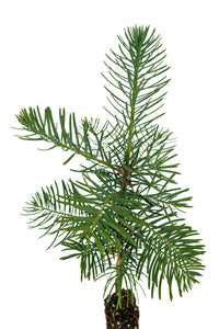 White Fir | Small Tree Seedling | The Jonsteen Company