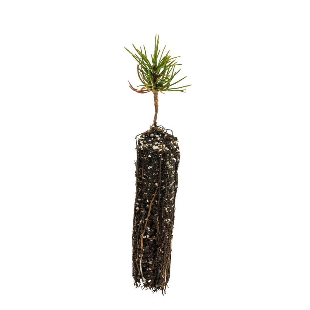 Whitebark Pine | Small Tree Seedling | The Jonsteen Company