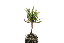 Load image into Gallery viewer, Whitebark Pine | Small Tree Seedling | The Jonsteen Company