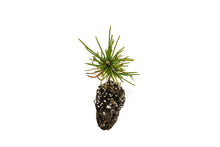 Load image into Gallery viewer, Whitebark Pine | Small Tree Seedling | The Jonsteen Company