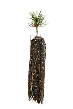 Load image into Gallery viewer, Whitebark Pine | Small Tree Seedling | The Jonsteen Company